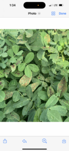 Cover photo for Leaf Burn With Kudos OD Mixture Peanut Notes No. 220 2024