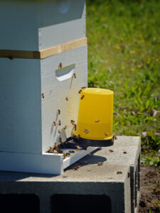 Cover photo for Introduction to Beekeeping