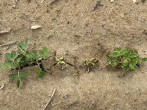 Cover photo for Improvement After Initial Valor Injury Peanut Notes No. 92 2025