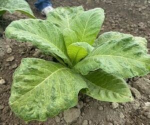 mottled, yellow and green, stunted tobacco plant infected with TMV