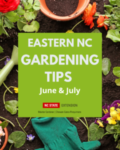 Cover photo for Stay Cool & Keep on Gardening: June & July Gardening Tips