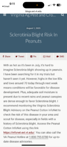 Cover photo for Sclerotinia Blight Information David Langston VT Peanut Notes No. 199 2025