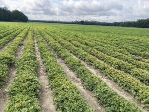 Cover photo for Spider Mite Injury Peanut Notes No. 242 2025